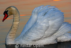 In early spring the swan is resting on the icefree part o... by Reidar Opem 